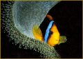   discovered this colorful cooperative clownfish while diving Bilikiki Solomon Islands several years ago. ago  